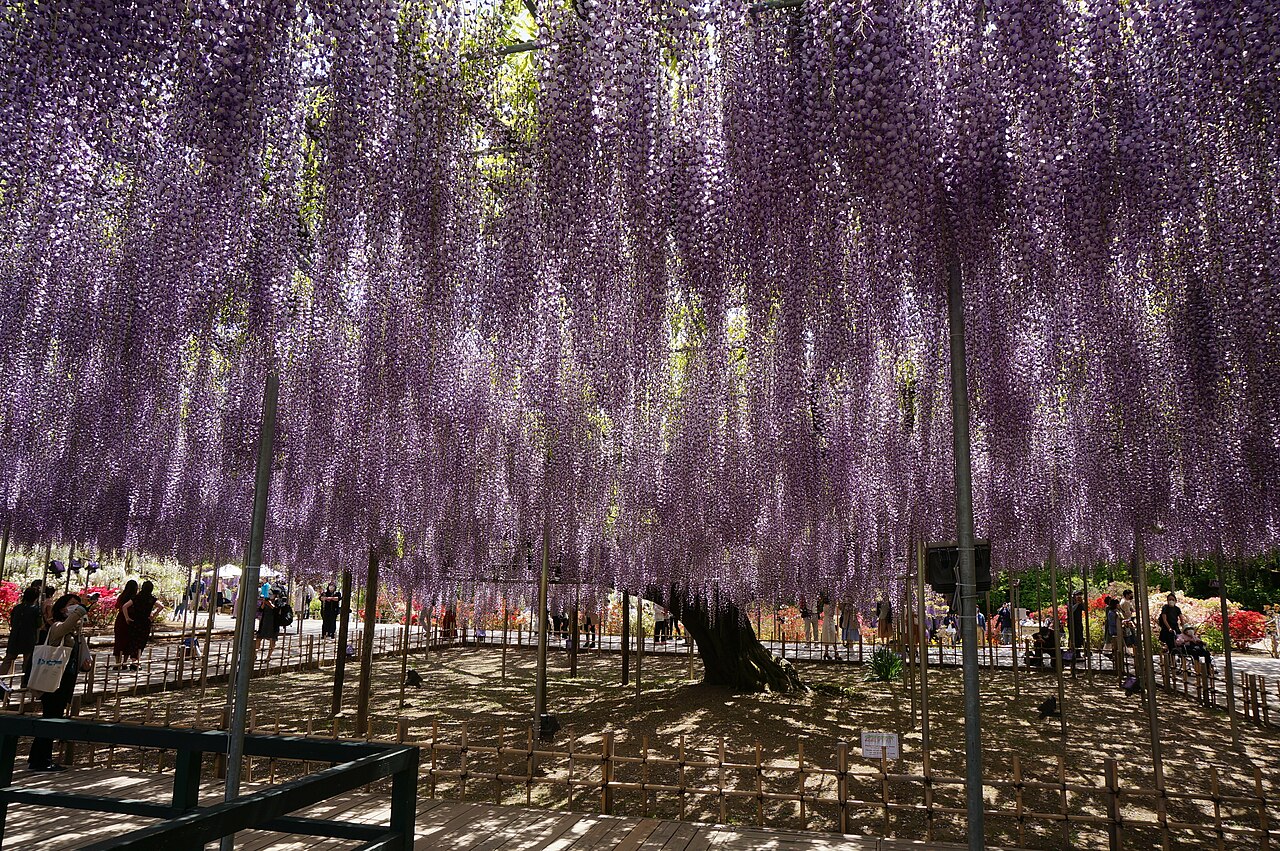 สวนดอกไม้อาชิคางะ