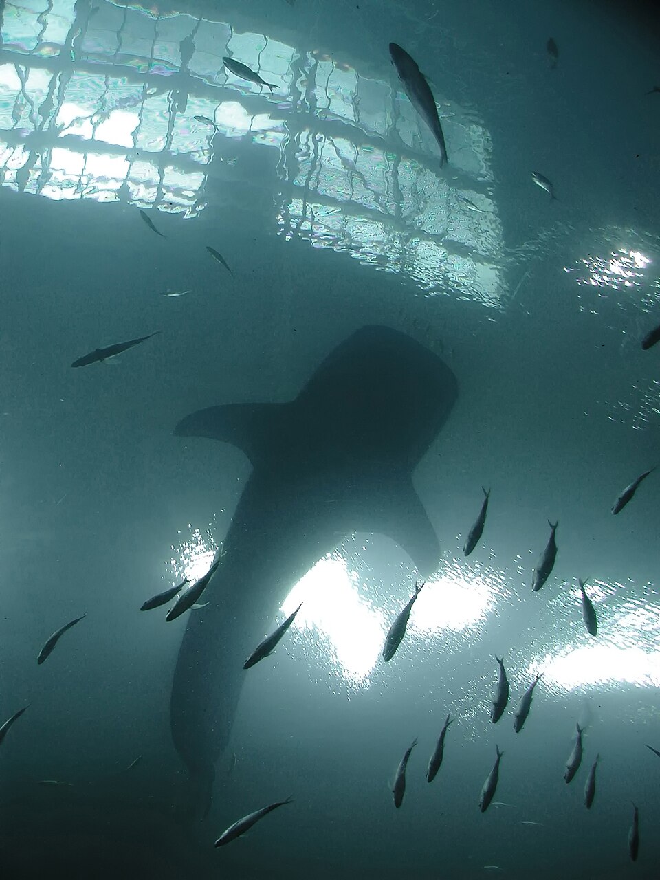 Georgia Aquarium whale shark exhibit