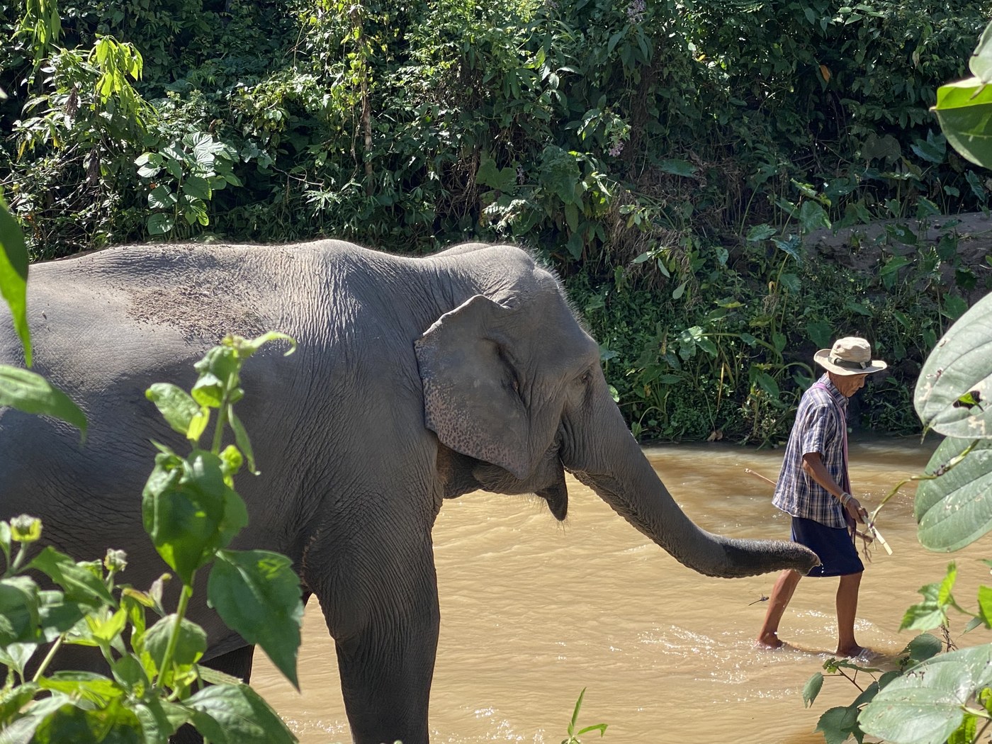 ควาญช้างเดินอยู่ข้างช้างริมลำธารท่ามกลางป่าเขียวในหุบเขานอกเมืองเชียงใหม่ — ภาพการดูแลช้างแบบใกล้ชิดและเป็นธรรมชาติ