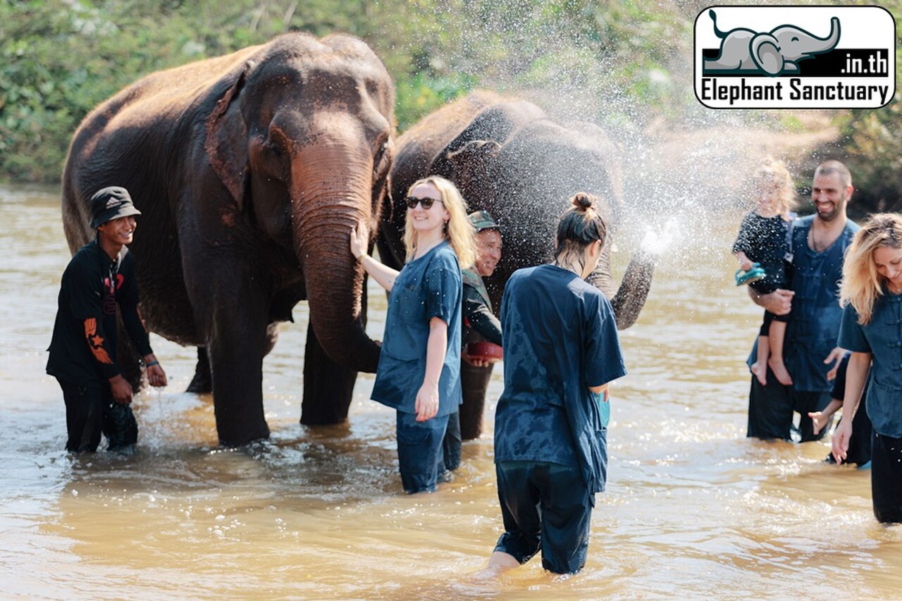 ช้างเดินในปางช้างแนวอนุรักษ์ใกล้เชียงใหม่ ท่ามกลางป่าเขียว