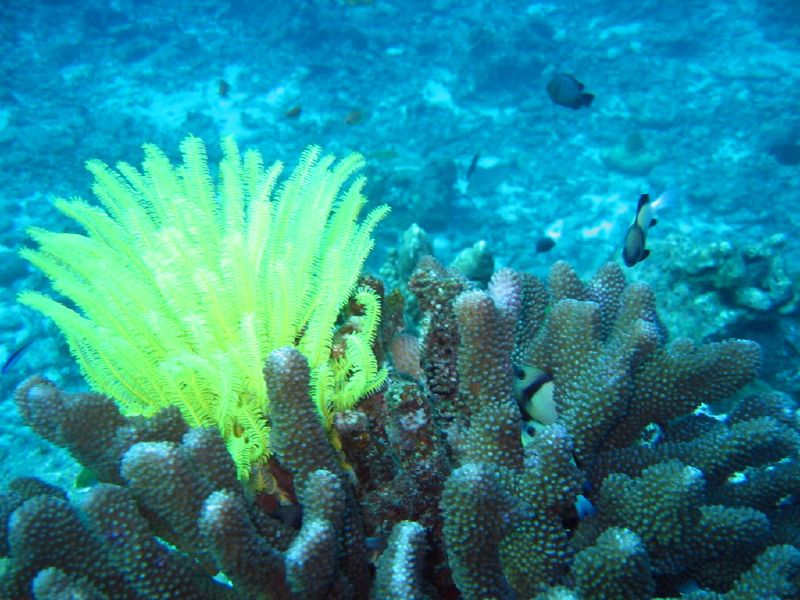ปะการังอ่อนสีเหลืองและปลาแนวปะการังที่เกาะบอนหมู่เกาะสิมิลัน