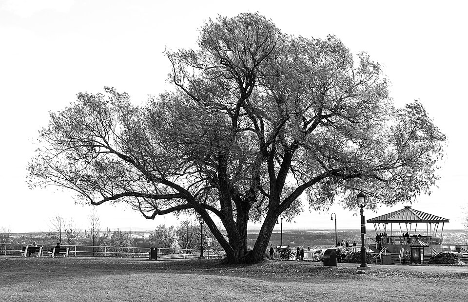 Plains of Abraham สวนสาธารณะประวัติศาสตร์เมืองควิเบก