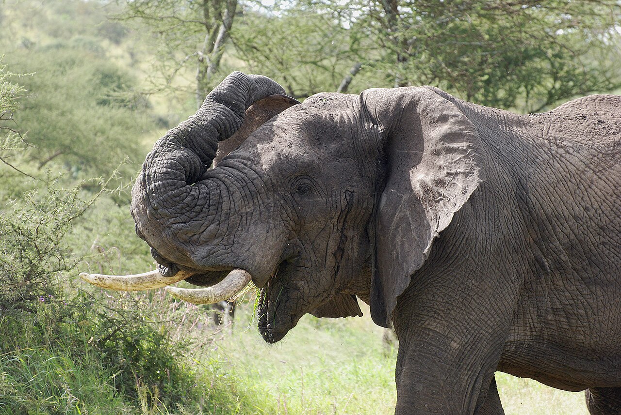 African elephant on the Serengeti plains, Tanzania