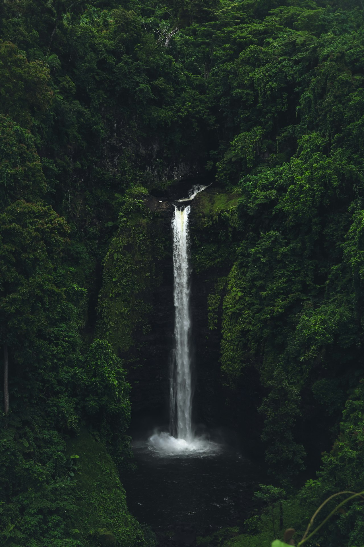 Rainforest waterfall, Samoa