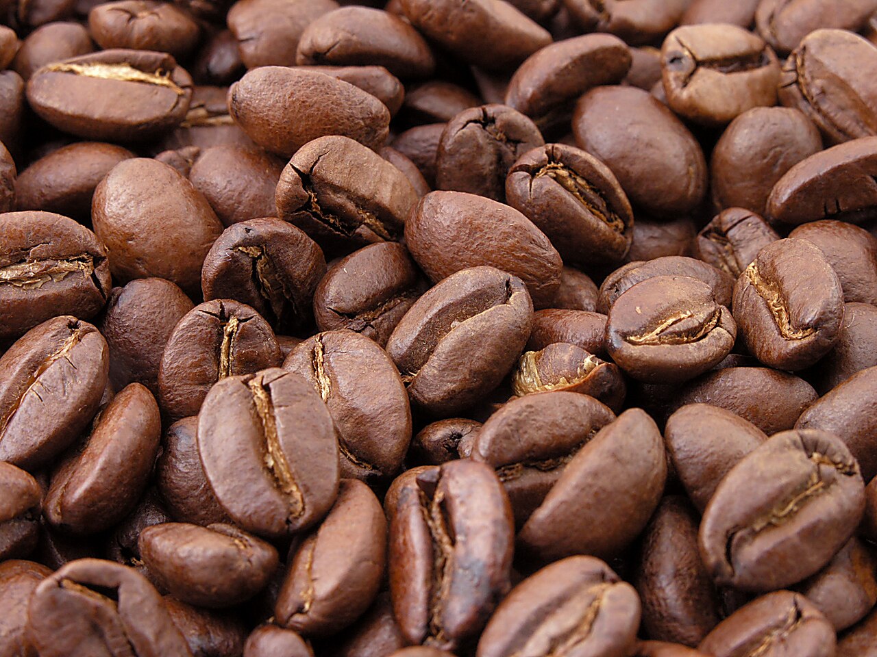 เมล็ดกาแฟอาราบิก้าคั่วจากดอยภาคเหนือของไทย เม็ดอวบมันวาว สีน้ำตาลเข้ม ตัวอย่างเมล็ดดอยที่โรงคั่วในเชียงใหม่ใช้ชงกาแฟ specialty