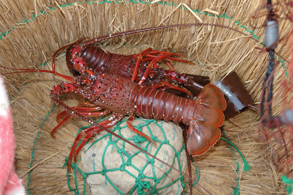 กุ้งมังกรอิเสะ-เอบิ (Panulirus japonicus) ตัวใหญ่สีแดงส้มสด มีหนวดยาวและเกราะแข็ง วางบนฟางในตะกร้าสาน — สัญลักษณ์อาหารทะเลของมิเอะ