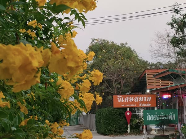 ป้ายชื่อ วิเศษสบาย รีสอร์ท ริมถนนกับดอกเหลืองปรีดียาธร