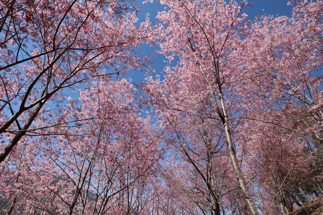Cherry blossoms in full bloom at Wuling Farm