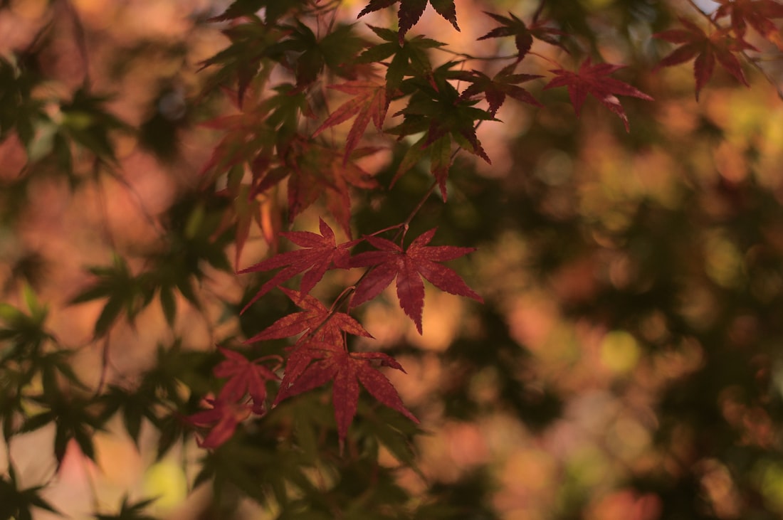 Autumn foliage and silver grass at Yangmingshan National Park